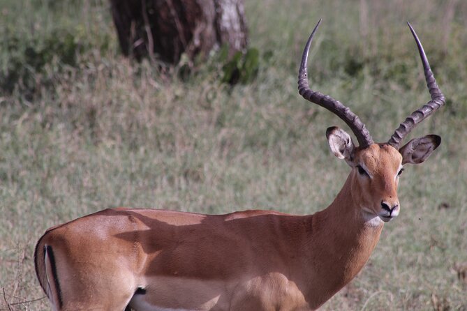 5-Days Private Tanzania Safari Tour - Private safari energy: more wildlife time, less hassle