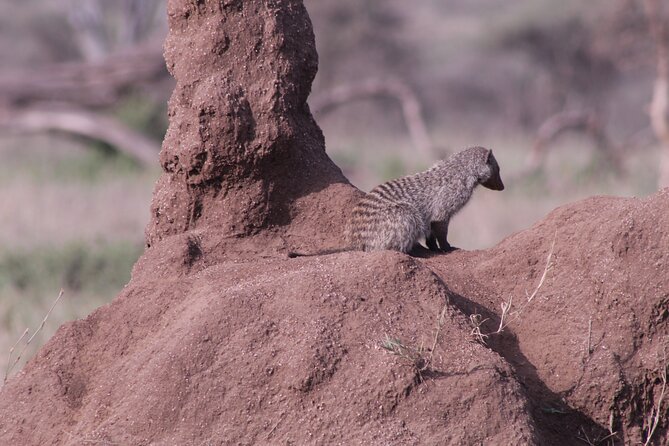 5-Days Private Tanzania Safari Tour - Ngorongoro Crater on Day 4: black rhino day plus the Karatu break