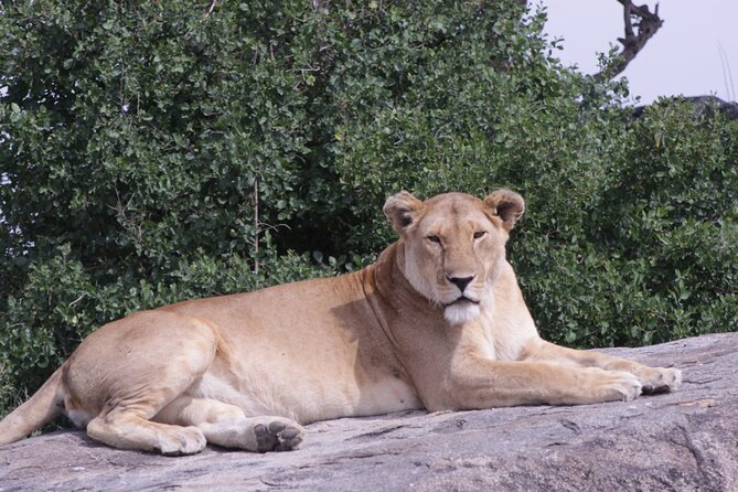 5-Days Private Tanzania Safari Tour - Lake Manyara on Day 5: jeep-to-foot walking safari with an armed guide