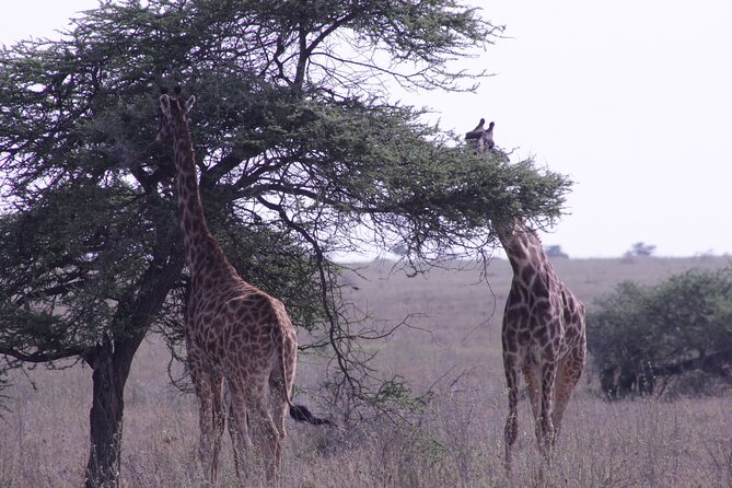 5-Days Private Tanzania Safari Tour - Guides and game driving: why drivers like Noel, Denis, Gilbert, and Joseph matter