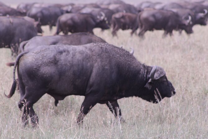 5-Days Private Tanzania Safari Tour - Day 1 at Tarangire: elephants, baobabs, and a colonial backstory