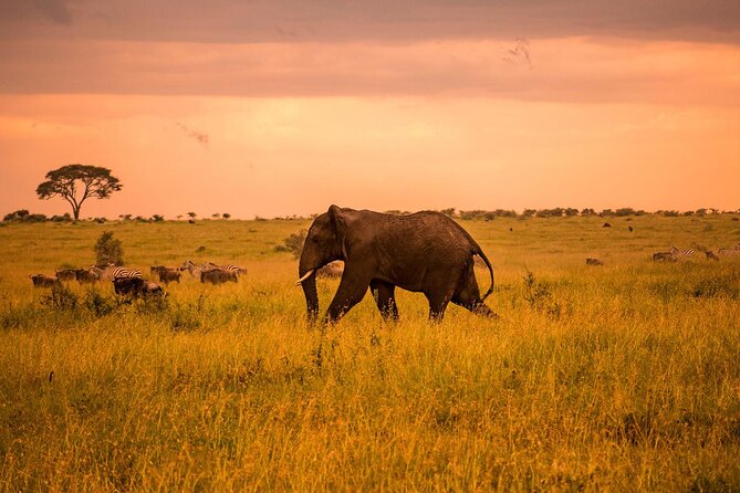 5 Days Private Tarangire, Serengeti, Ngorongoro, Manyara Safaris - Ngorongoro Crater and Lake Magadi: dense wildlife, predators, and the big descent