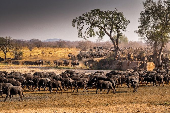 5 Days Ruaha National Park Safari - Day 1: arrive late, rest early, then let Ruaha do its thing