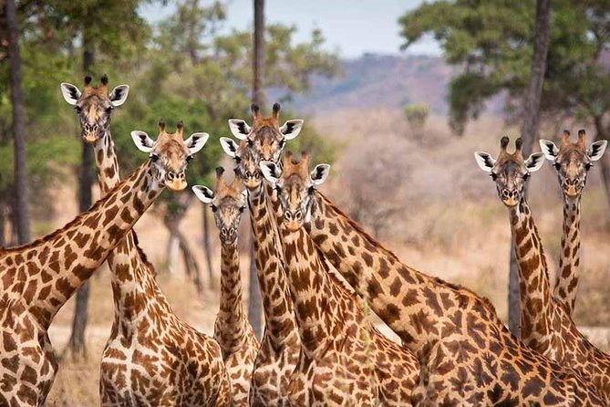 5 Days Ruaha National Park Safari - Day 2 full-day game drive: predators, elephants, and the patience game