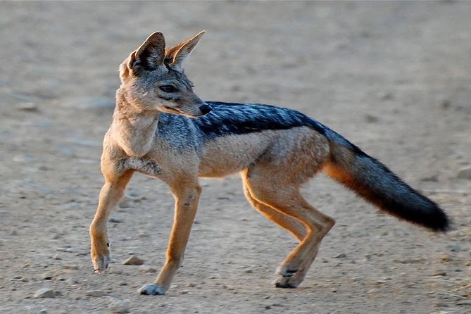 5 Days Ruaha National Park Safari - Price and value: what $1,555.31 buys you
