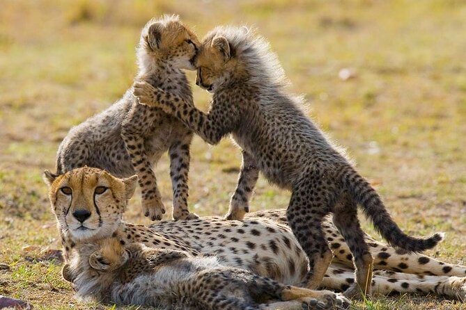 5 Days Safari Adventure in Tanzania - Day 1 in Tarangire National Park, then Baghayo Garden Suites