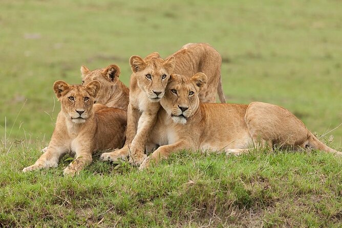 5 Days Safari Adventure in Tanzania - Day 3: Serengeti Migration viewing and the Grumeti river crossing