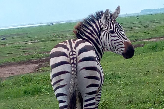5 Days Safari from Dar es Salaam to Tarangire NP, Manyara NP & Ngorongoro Crater - Why This 5-Day North Circuit Feels Like a Best-of Sampler