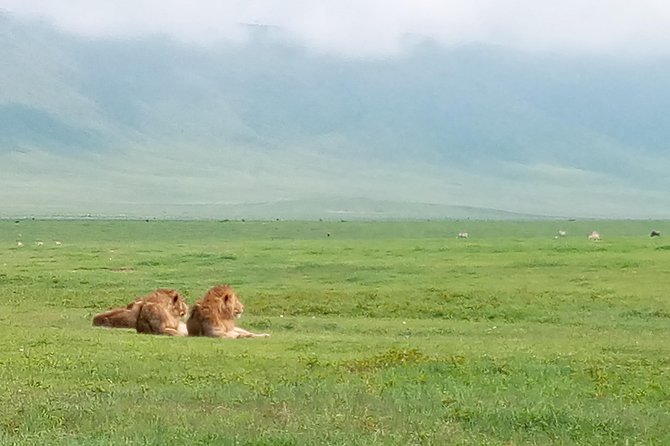 5 Days Safari from Dar es Salaam to Tarangire NP, Manyara NP & Ngorongoro Crater - Entering Arusha: The Long Drive That Sets the Tone
