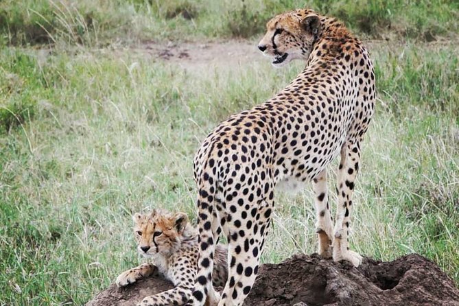 5 days safari, hiking & culture (Serengeti & kilimanjaro) - Guides, Group Pace, and Why Your Guide Matters More Than You Think