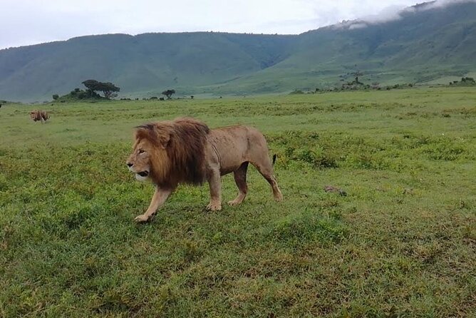 5 Days Safari In Serengeti And Ngorongoro - Day 2 Lake Manyara picnic: birds, hot springs country, and tree-climbing lions
