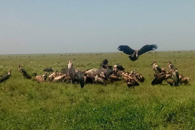 5 Days Safari In Serengeti And Ngorongoro - Day 4 A second Serengeti drive: migration season energy, even when sightings vary