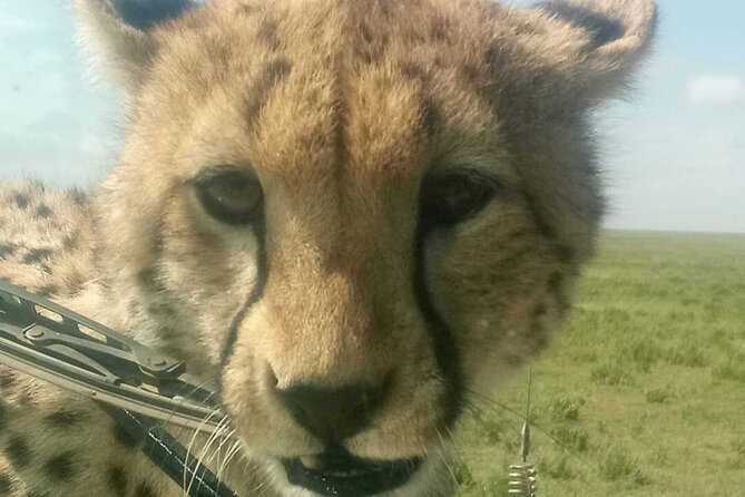 5 Days Safari In Serengeti And Ngorongoro - Day 5 Ngorongoro Crater: the big-game payoff in a volcanic bowl