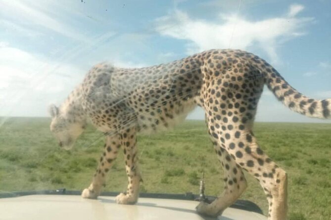 5 Days Safari In Serengeti And Ngorongoro - Fitness, trekking time, and how to pack for a moderate day