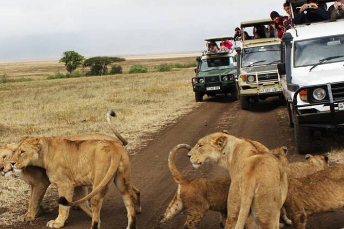 5 Days Safari in Tanzania | Camping and Lodge Safaris - Day 5: Ngorongoro Crater descent early for denser wildlife odds