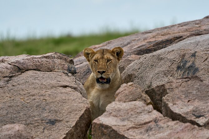 5 Days Safari Northern Circuit of Tanzania - Why the northern circuit in Tanzania is built for fast wildlife hits