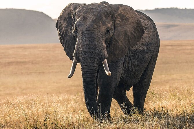 5 Days Safari Northern Circuit of Tanzania - Tarangire National Park: baobabs, elephants, and a river that holds the key