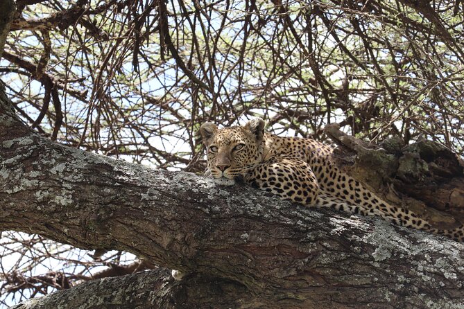 5 Days Safari Northern Circuit of Tanzania - Serengeti on the clock: endless plains and the migration instinct