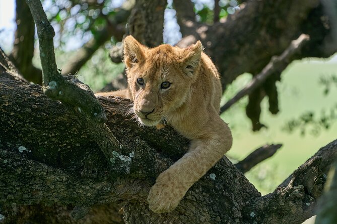 5 Days Safari Northern Circuit of Tanzania - Lake Manyara: tree-climbing lions, elephants, and flamingos