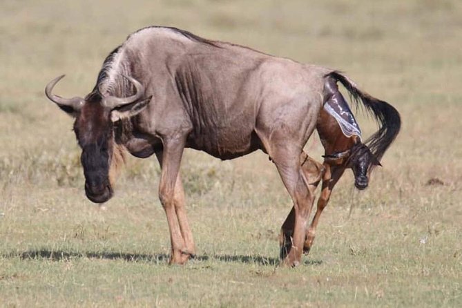 5 Days safari Selous GR and Mikumi NP - Key highlights you’ll care about