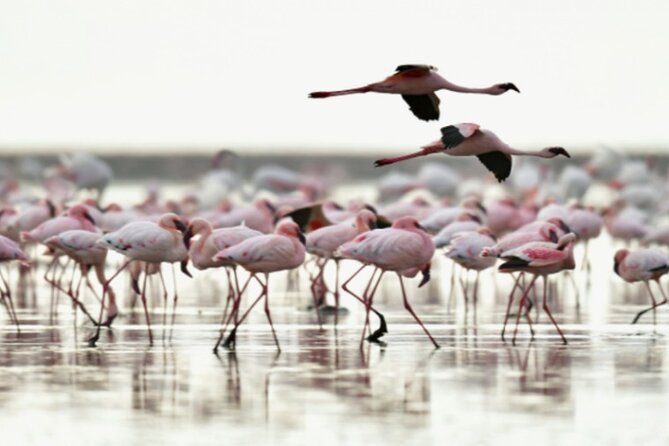 5 Days Safari Tarangire, Serengeti, and Ngorongoro Crater - Ngorongoro Conservation Area en-route: a rim-side night at Rhino Hotel