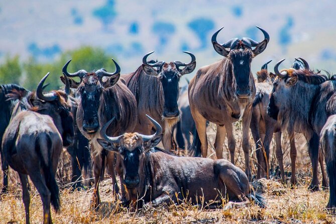 5 Days Safari Tarangire, Serengeti, and Ngorongoro Crater - Ngorongoro Crater day: Big Five potential and Lake Magadi surprises