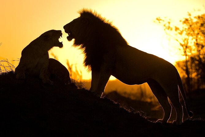 5 Days Safari Tarangire, Serengeti, and Ngorongoro Crater - Your private vehicle and guide: how closeness actually happens