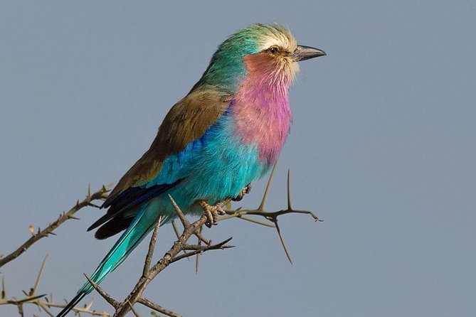 5 days Safari to Lake Manyara, Serengeti and Ngorongoro crater - Key highlights to look for