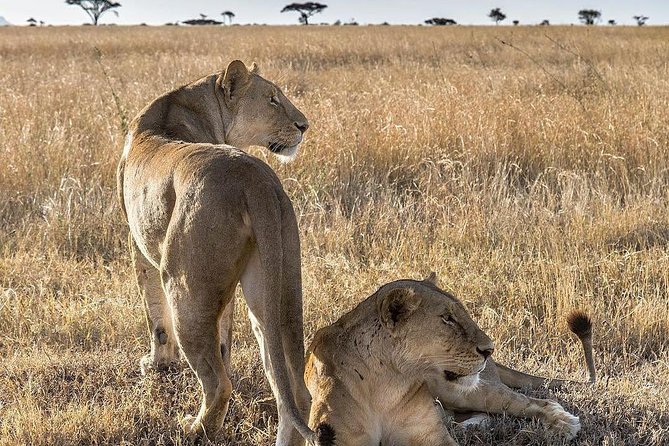 5 days Safari to Lake Manyara, Serengeti and Ngorongoro crater - Why this 5-day safari route feels efficient