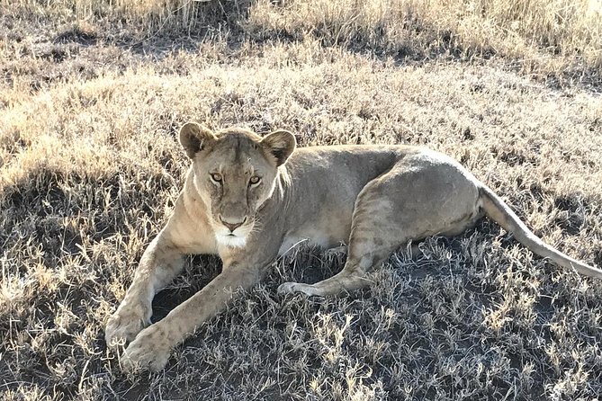 5 days Safari to Lake Manyara, Serengeti and Ngorongoro crater - Day 4 in southern Serengeti near Ngorongoro: timing Feb to May