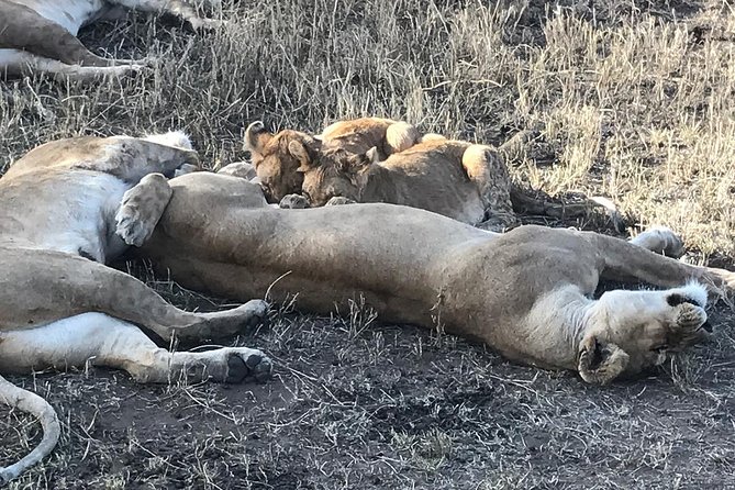 5 days Safari to Lake Manyara, Serengeti and Ngorongoro crater - Moshi arrival, hotel night, and starting in the right place