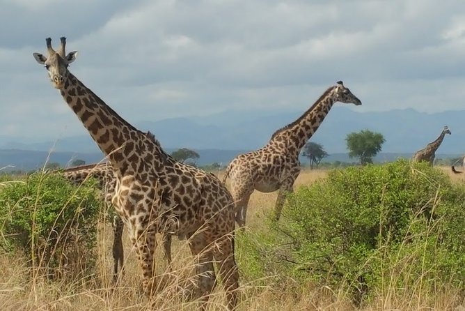 5 Days Safari to Nyerere NP (Selous GR) and Mikumi NP - Day 1 From Dar es Salaam to Nyerere: Rufiji River Boat Safari First