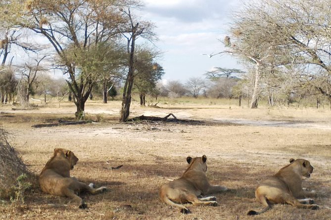 5 Days Safari to Nyerere NP (Selous GR) and Mikumi NP - Day 3 in Mikumi: Walking Safari With an Armed Ranger, Then a Wild Transfer