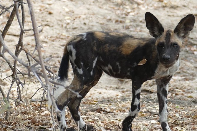 5 Days Safari to Nyerere NP (Selous GR) and Mikumi NP - What’s Included, and Why It Affects Your Real Value