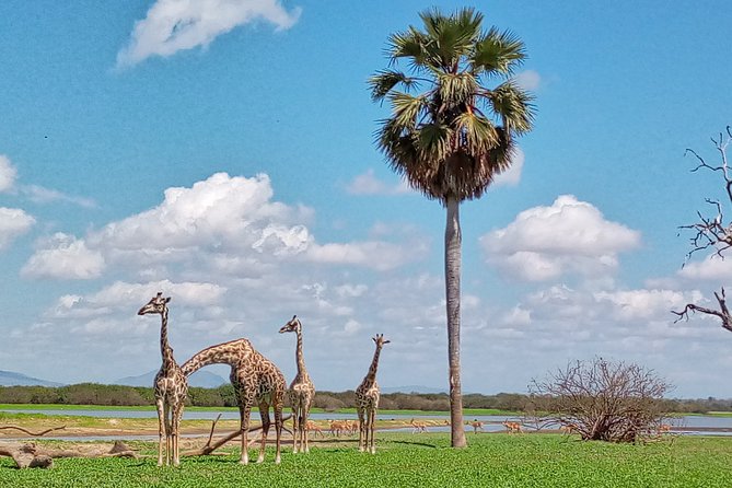 5 Days Safari to Nyerere NP (Selous GR) and Mikumi NP - Service Level: The Kind of Safari Guidance That Gets You Better Days