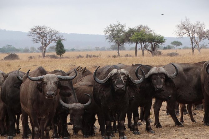 5 Days Safari to Nyerere NP (Selous GR) and Mikumi NP - Day 2 in Nyerere: A Full-Day Game Drive for the Big-Nature Feel