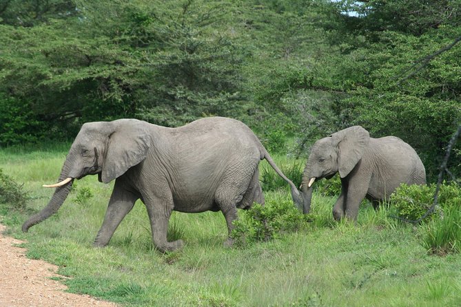 5 Days Safari to Selous & Mikumi - Quick hits before you go