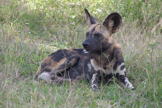 5 Days Safari to Selous & Mikumi - Day 2: Walking safari in Selous, then a full day of game drive
