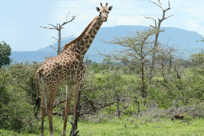 5 Days Safari to Selous & Mikumi - Day 5: Sunrise game viewing and the return to Dar es Salaam