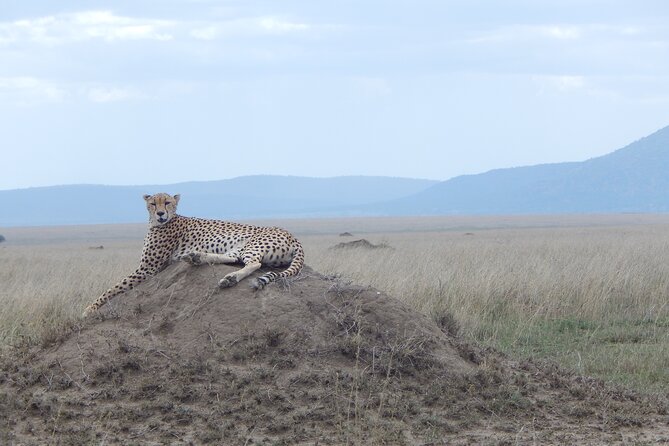 5 Days Safari to Serengeti, Ngorongoro, Tarangire from Arusha - Migration Day in Serengeti: When the Timing Matters Most
