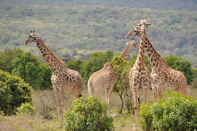 5 days Safari to Tarangire, Ngorongoro, Serengeti and Lake Manyara - Why this 5-day Tanzania safari is a smart route from Moshi