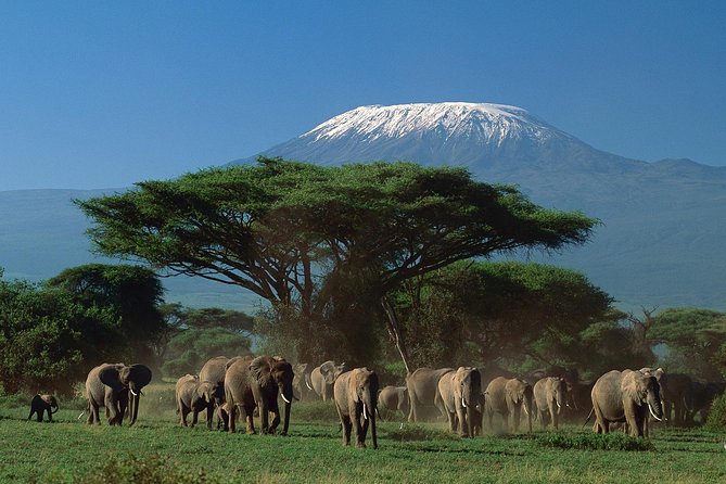 5 days Safari to Tarangire, Ngorongoro, Serengeti and Lake Manyara - Day 3: Sunrise in western Serengeti, then Ngorongoro via Olduvai Gorge