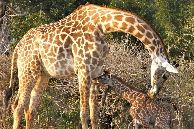 5-Days Selous Game Reserve and Mikumi National Park Tour - Key points to know before you go