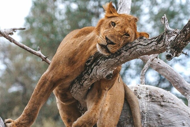5-Days Selous Game Reserve and Mikumi National Park Tour - Day 3 full day game drive inside Nyerere