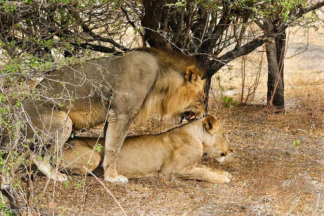 5-Days Selous Game Reserve and Mikumi National Park Tour - Who this safari fits best, and who should be cautious