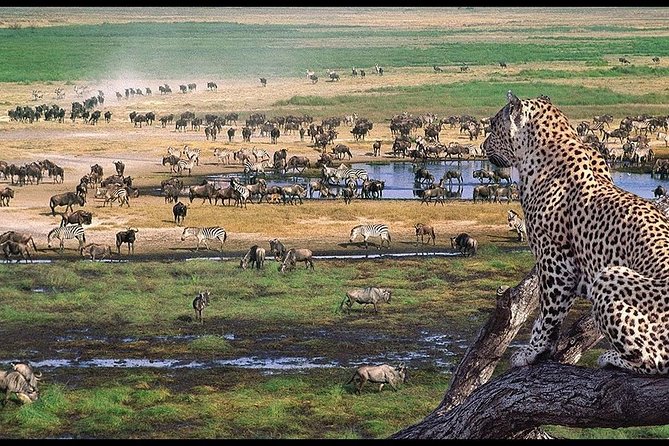 5 Days Serengeti Camping Safari - Ngorongoro Crater on Day 4: the 6:15 am descent for black rhino odds