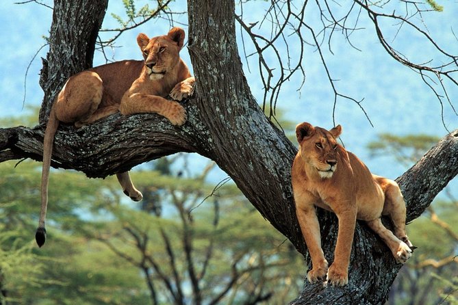 5 Days Serengeti Camping Safari - Lake Manyara National Park on Day 5: flamingos, hippos, hot springs, and birds