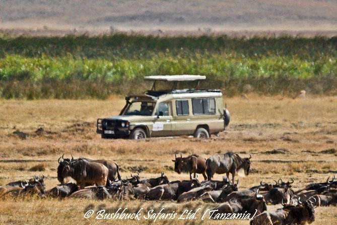 5 Days Serengeti Camping Safari - Price and value: is $1,100 per person a good deal?