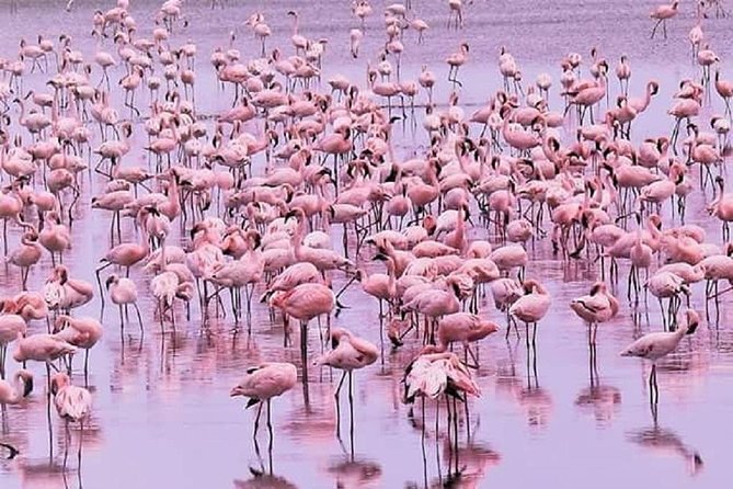 5 days serengeti, ngorongoro, tarangire & manyara lodge tour - Lake Manyara: a different kind of safari day in the northern circuit