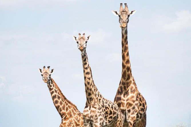 5 days serengeti, ngorongoro, tarangire & manyara lodge tour - Meals, timing, and how to avoid hungry-day surprises